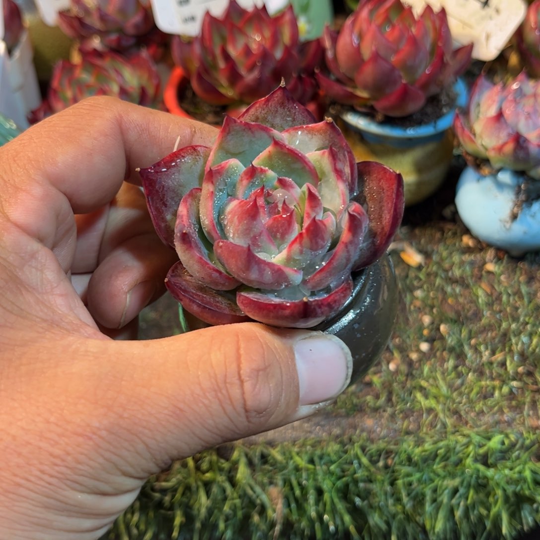 惊鸿一瞥多肉732号多肉