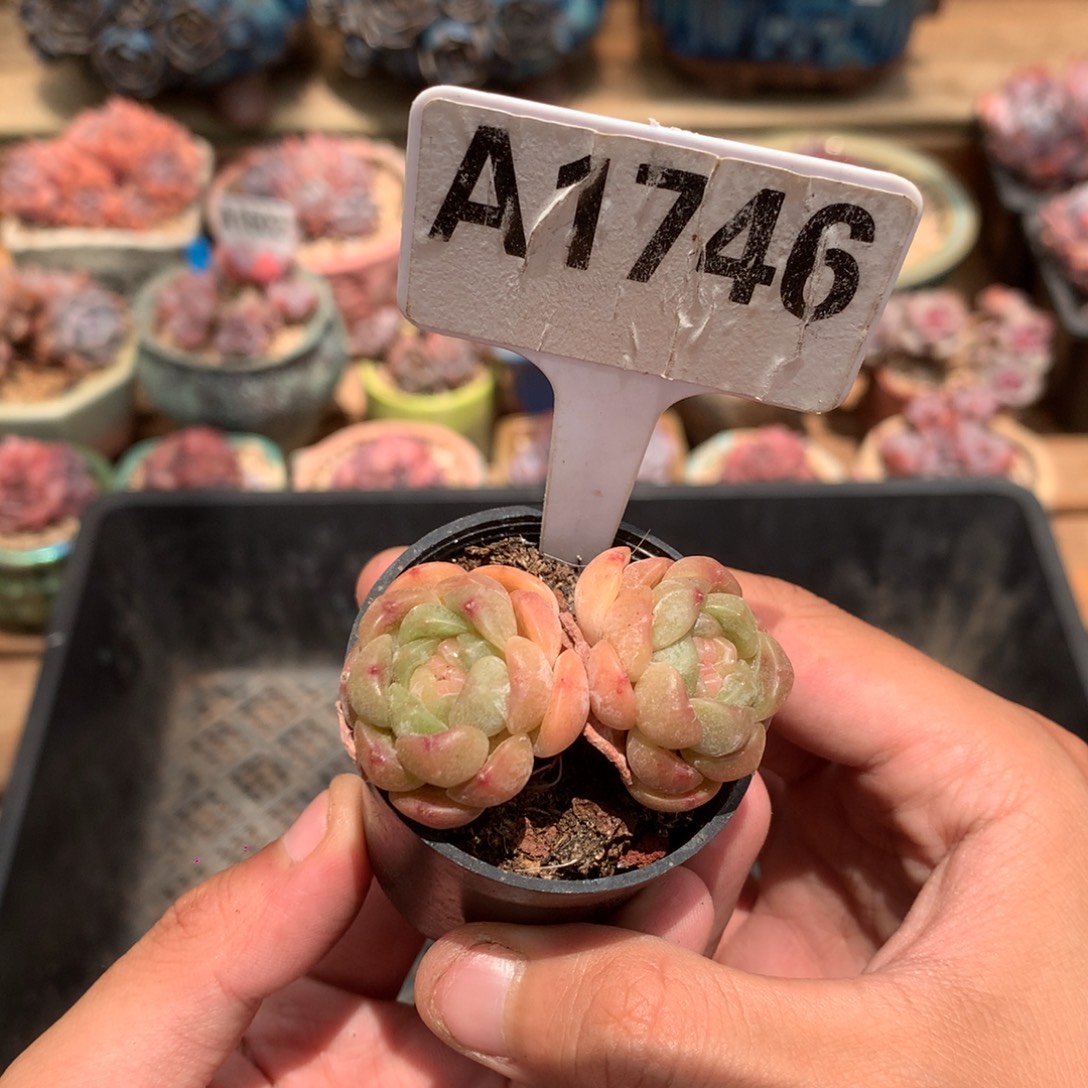 A1746 影专拍 白恋双头 5cm
