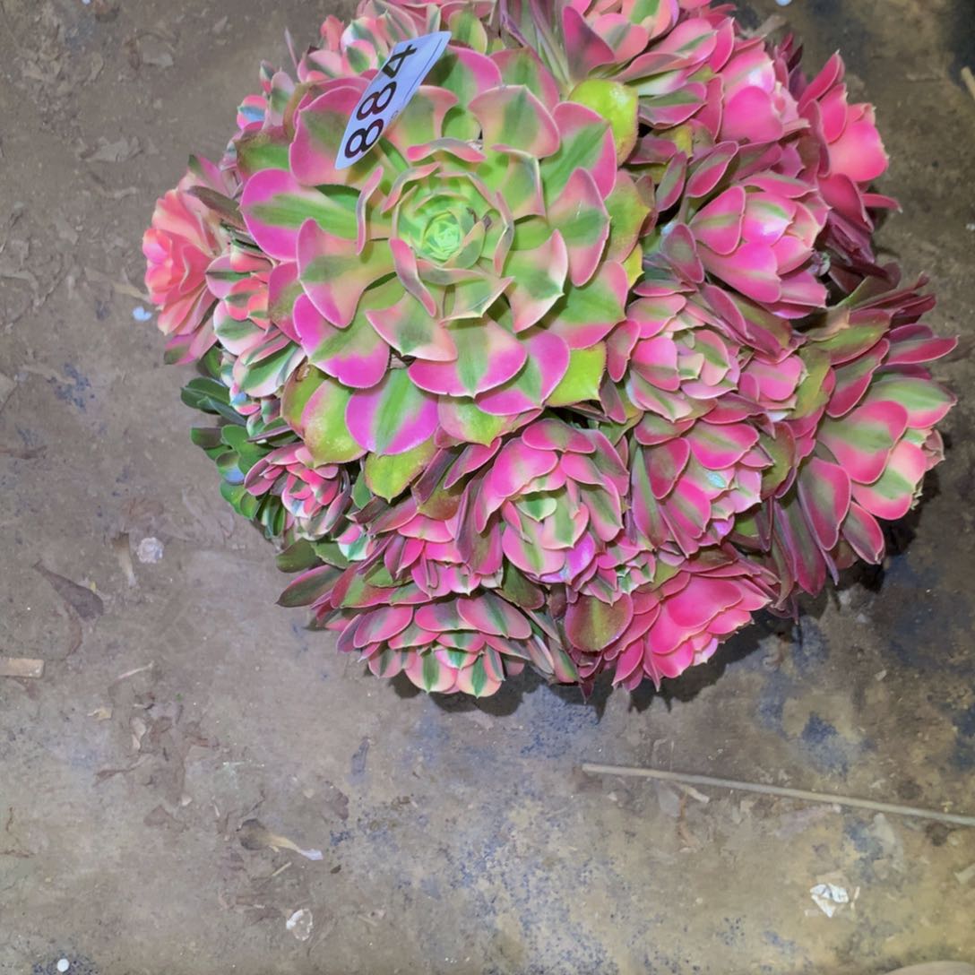 法师多肉植物884