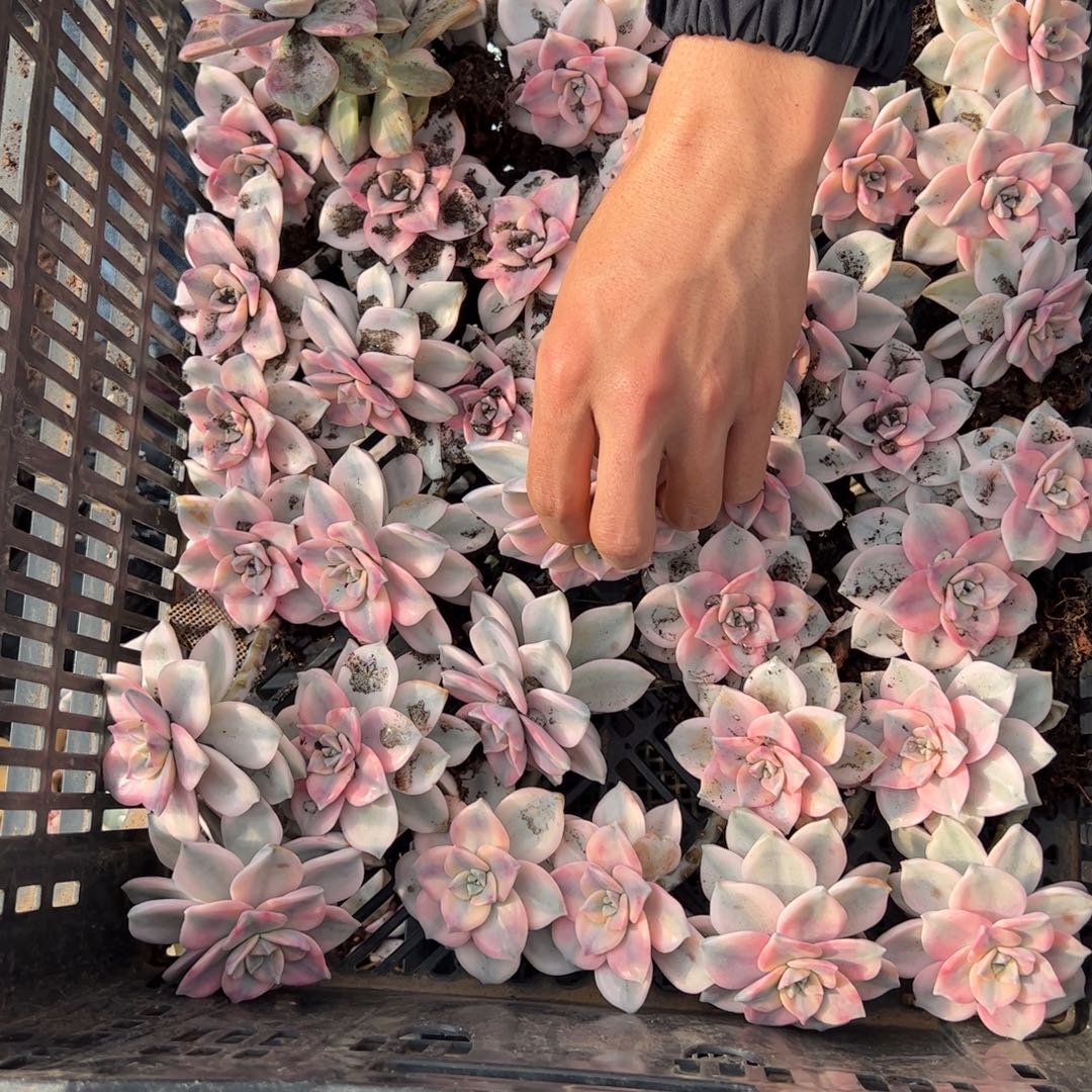 紫乐锦多肉16个单头