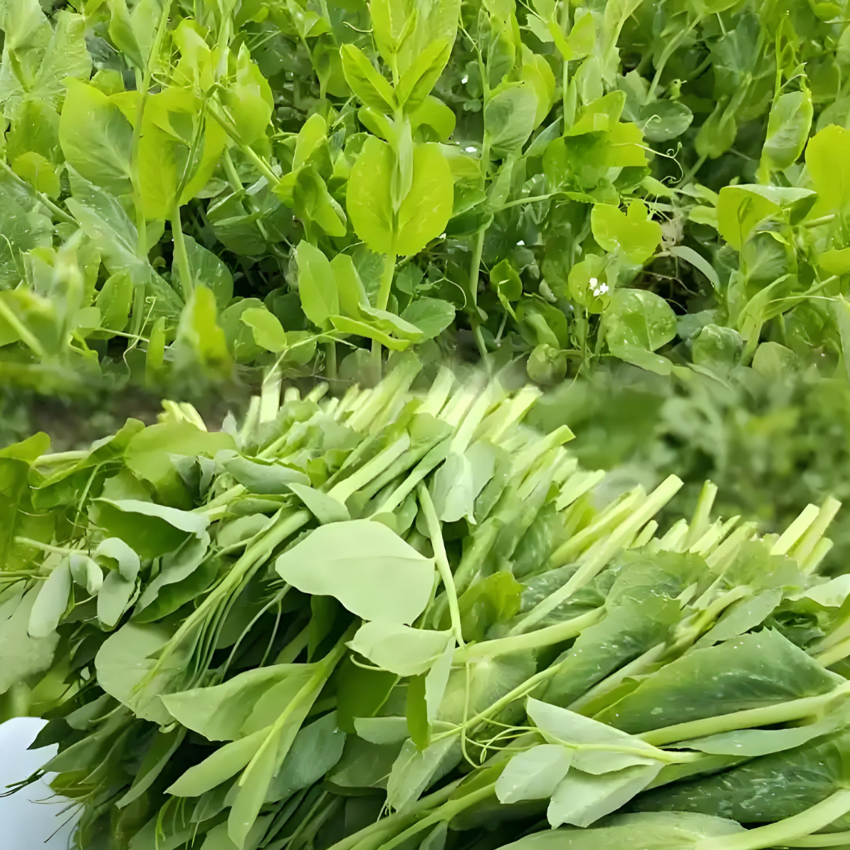 重庆新鲜豌豆尖时令蔬菜现摘鲜嫩可做火锅菜