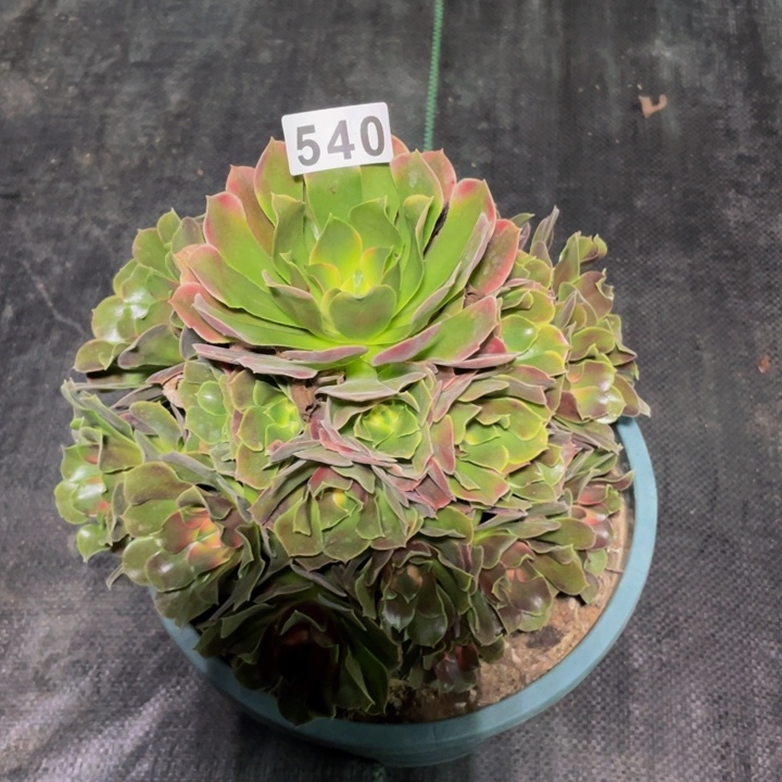 540老庄多肉法师香妃