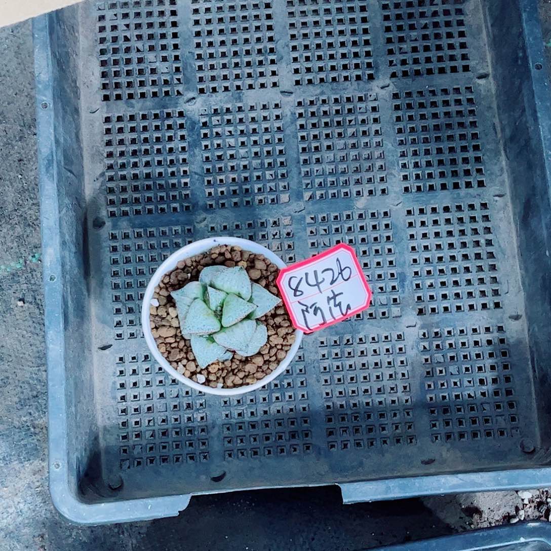 泰姬陵玉露一勿一拍