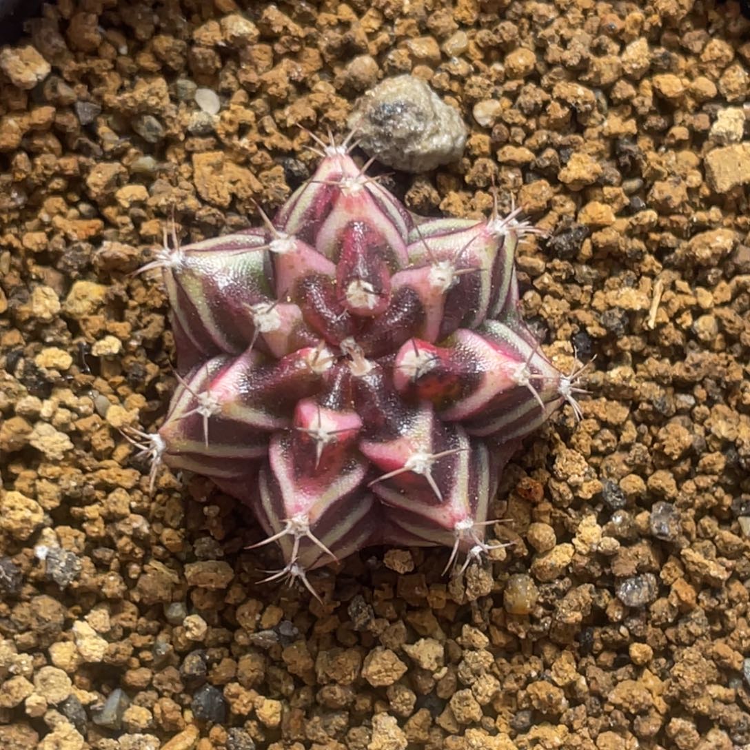 当前无花朵，栽培后可花朵虎斑粉V背