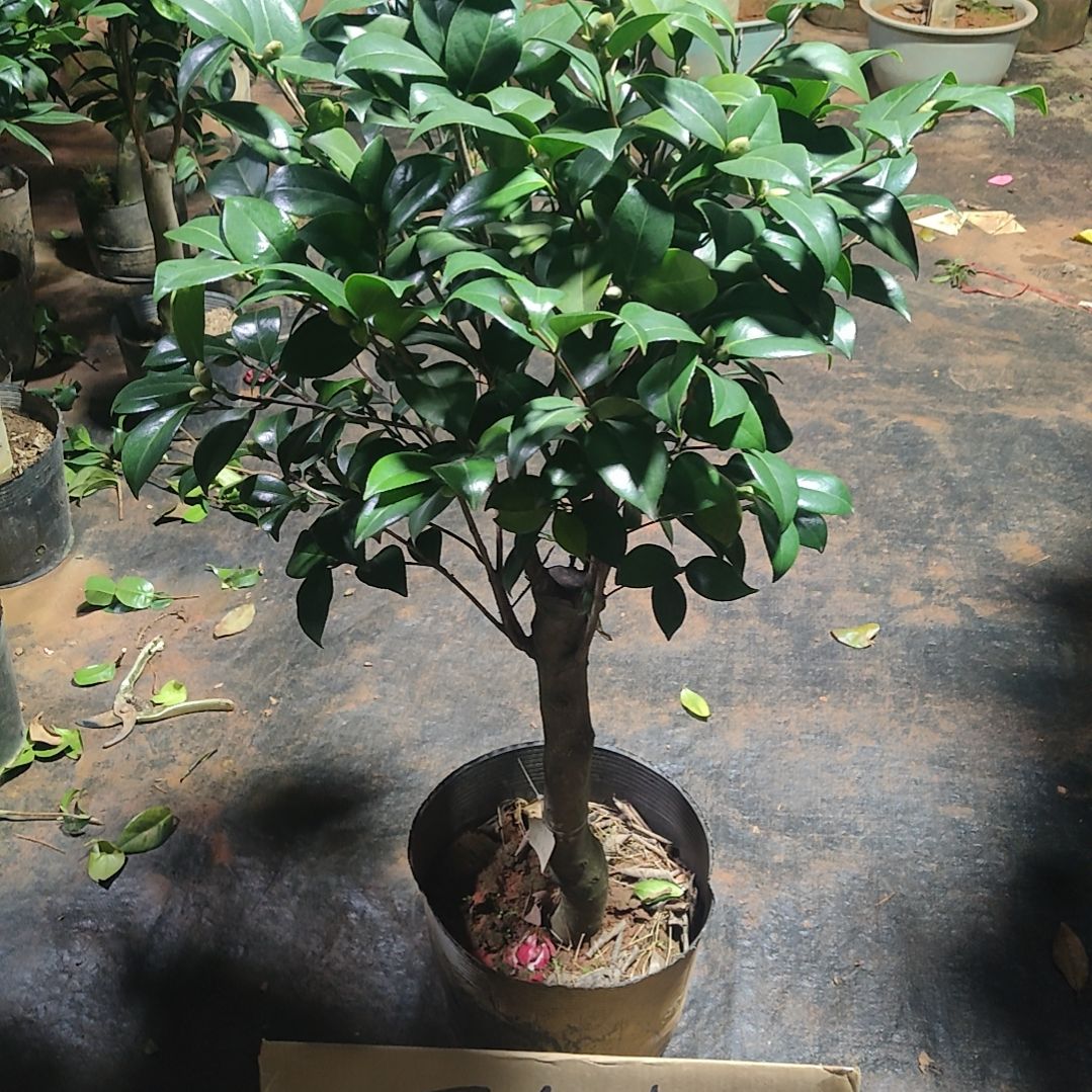 全部花苞美国大红不包邮