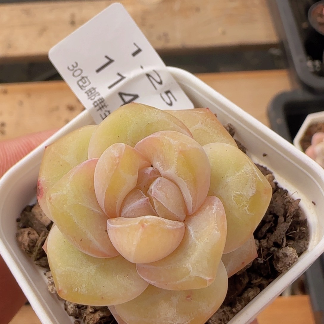 水晶鞋单头一颗脱土