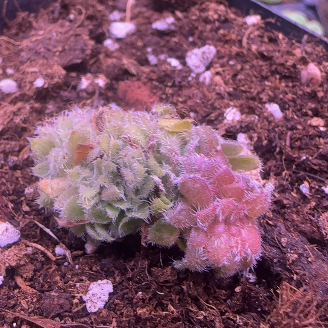 飞天缀化3厘米侧芽142424242767383