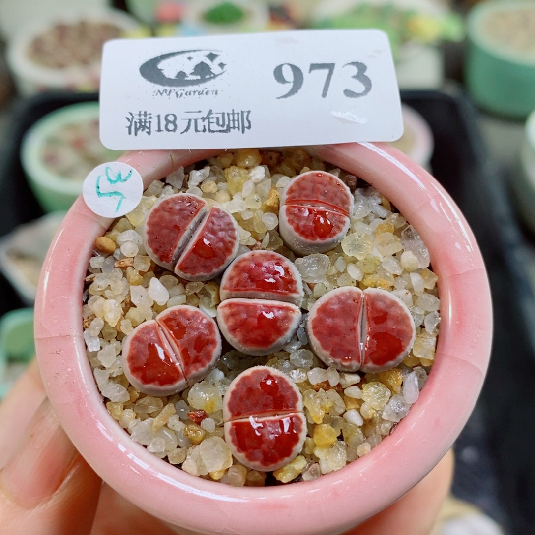 生石花花花花花花花花973