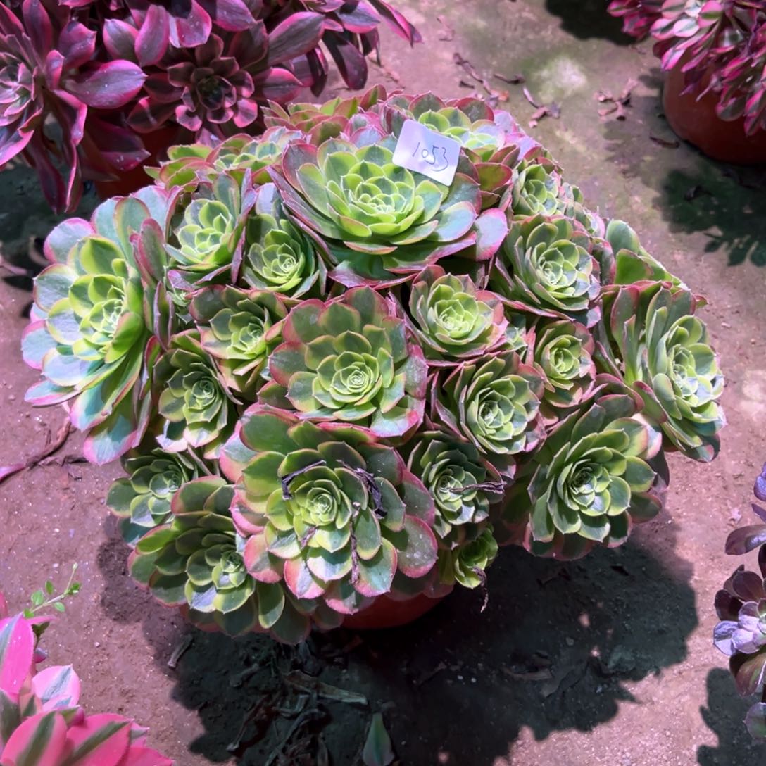 多肉植物奶白1053