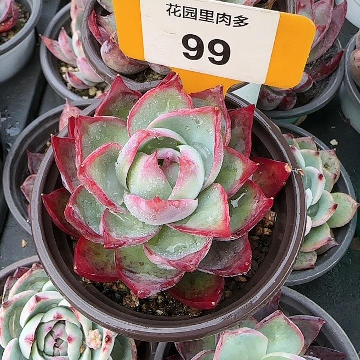 99 惊鸿仙子多肉植物6-9cm