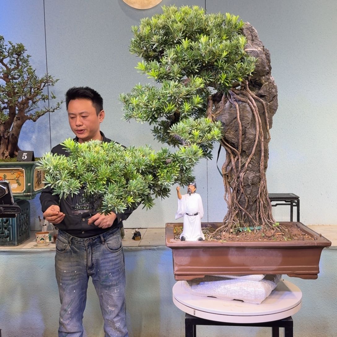 力***量无花朵贵妃罗汉松盆景