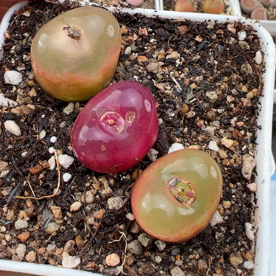 2.9好看的多肉180