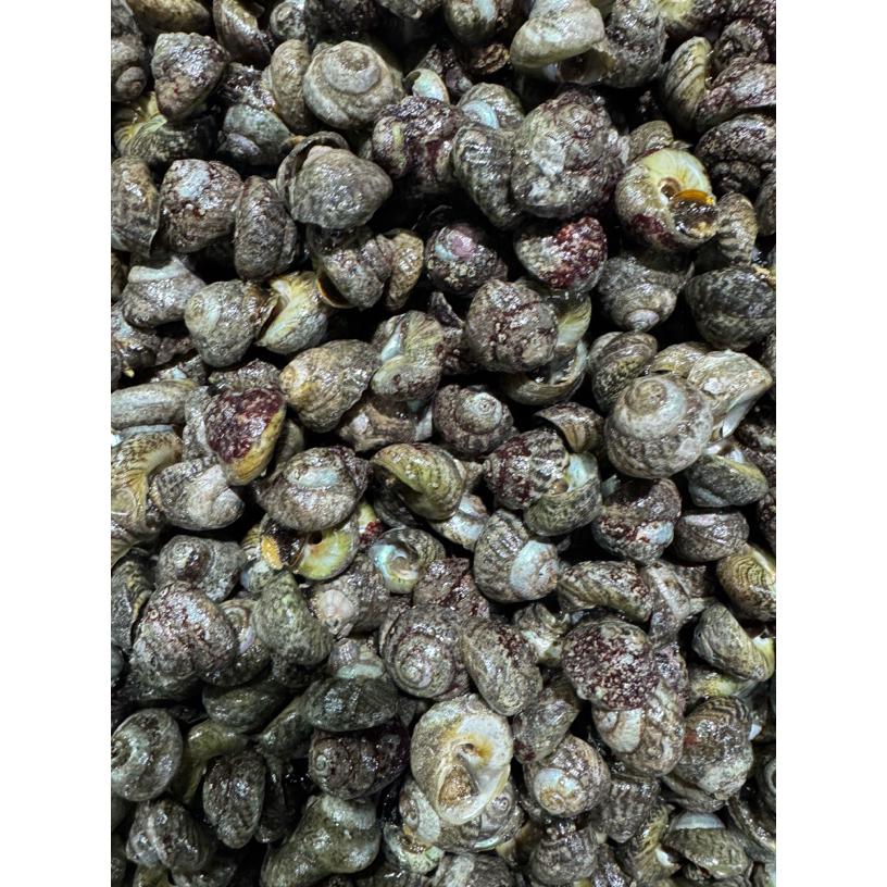 大连本地新鲜野生偏腚海螺顺丰包邮