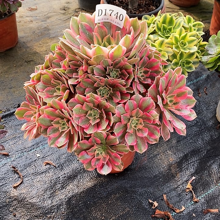 1740粉桃妖多肉植物