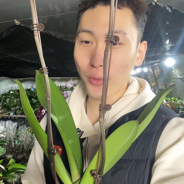 无花朵黑天鹅带花剑