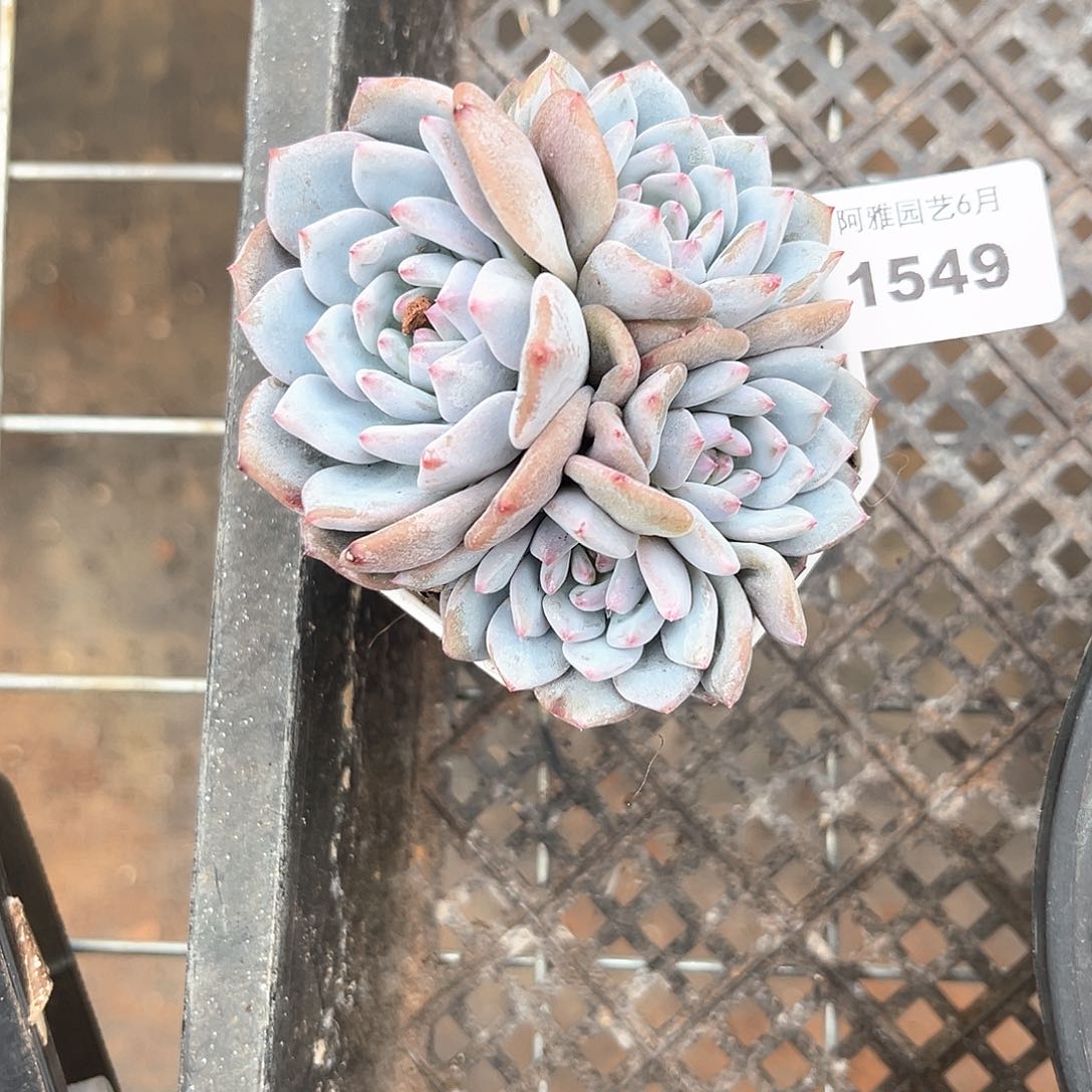 阿雅园艺。   1549星星橙