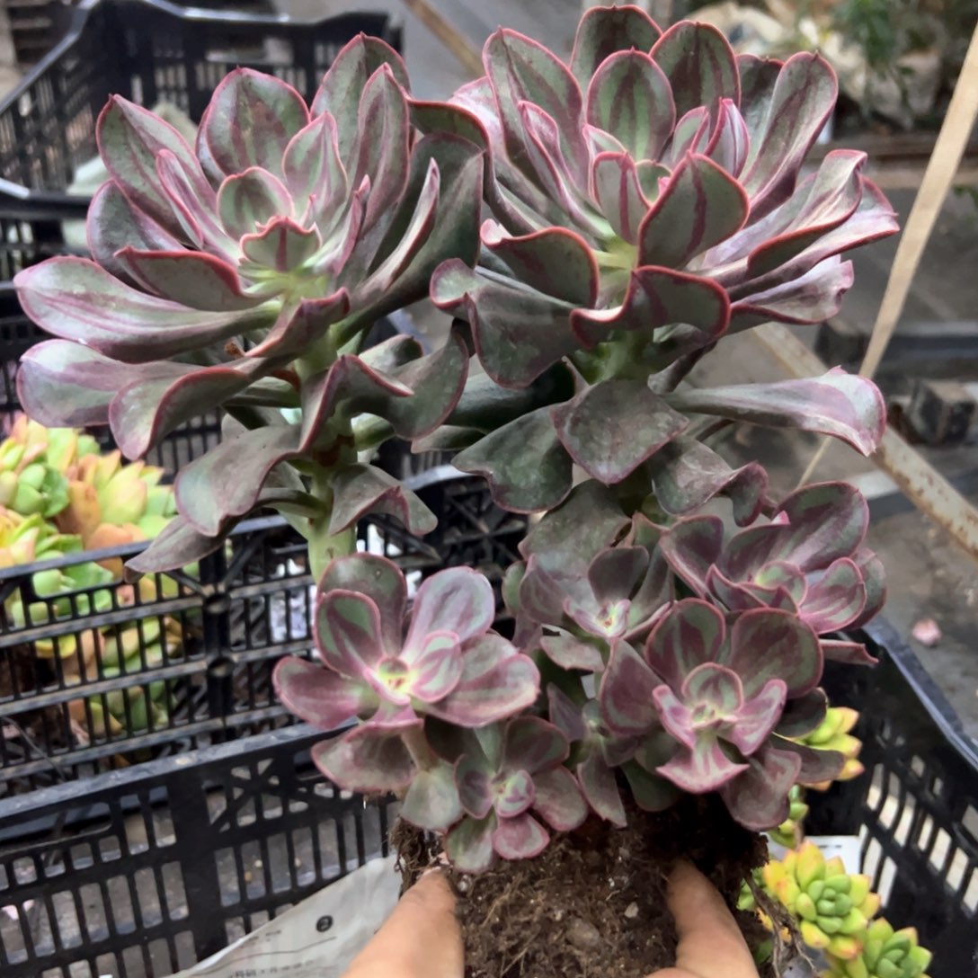 肥牛卷88 零零多肉植物