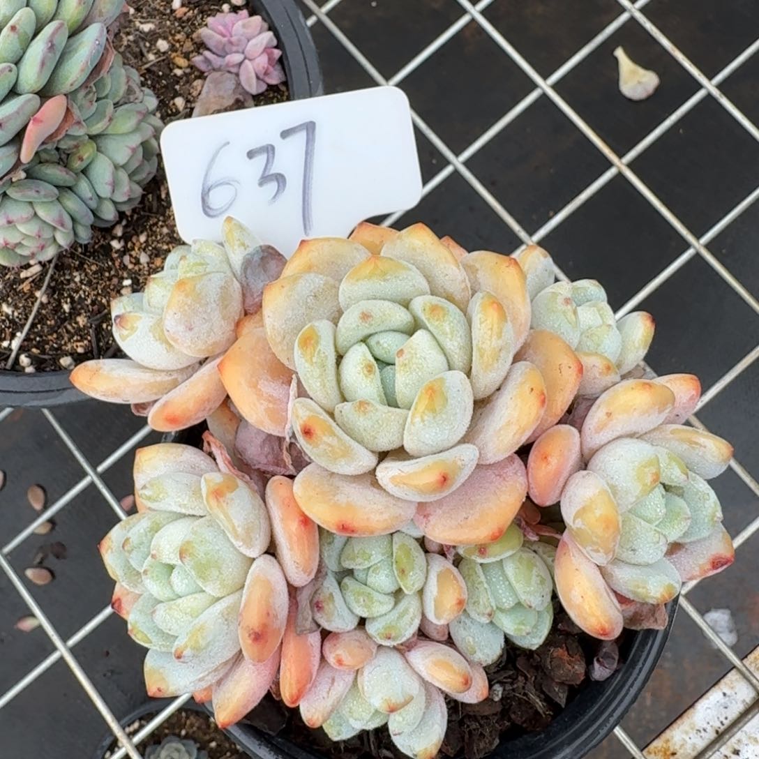 637冷香肉肉肉肉肉肉