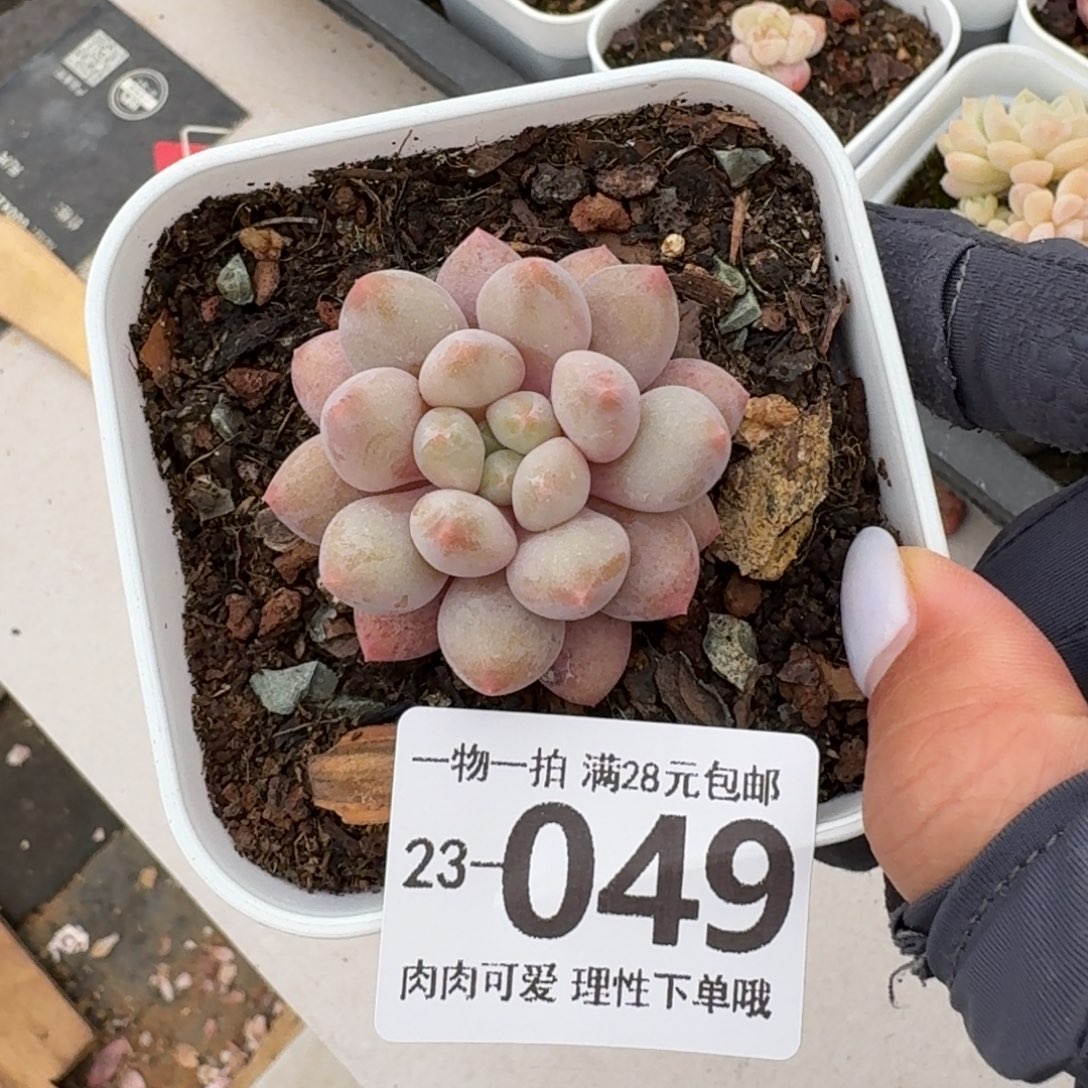 半夏无盆土发货无