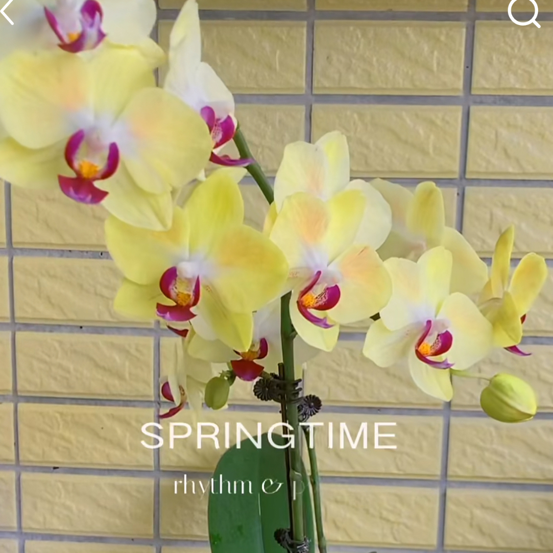 蝴蝶兰——爸爸加油 (任意两颗包邮只拍一颗发苗)