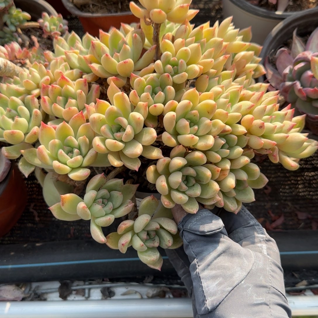 无花朵璀璨大老桩