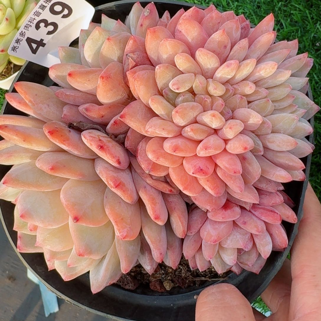 雪天使缀化         多肉植物