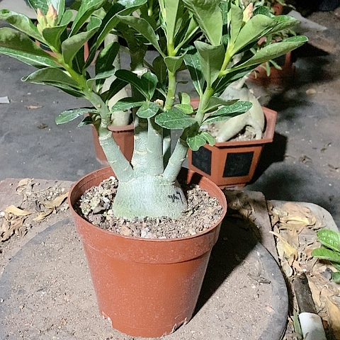 【闪购商品】无花朵闲