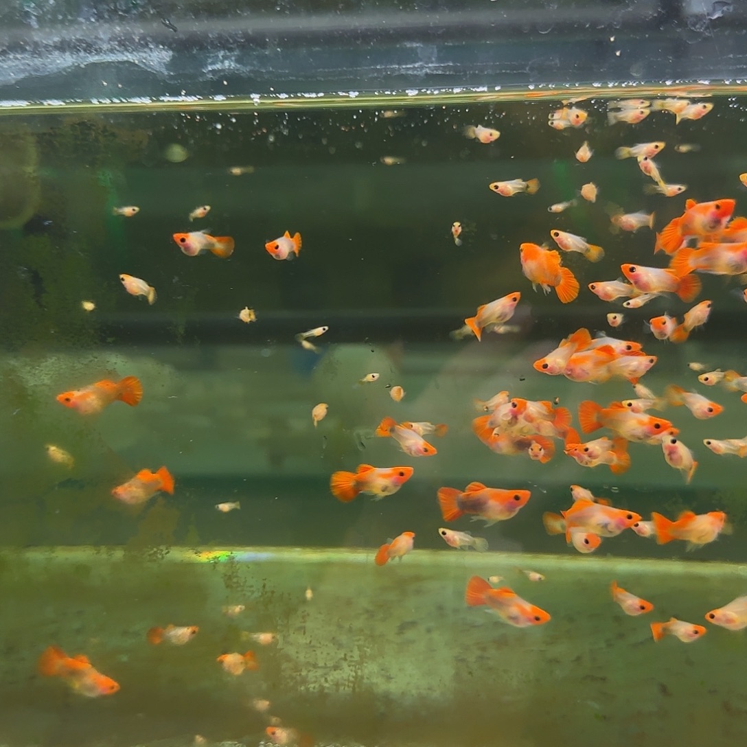 孔雀鱼黄化玻璃猫压成10条随机
