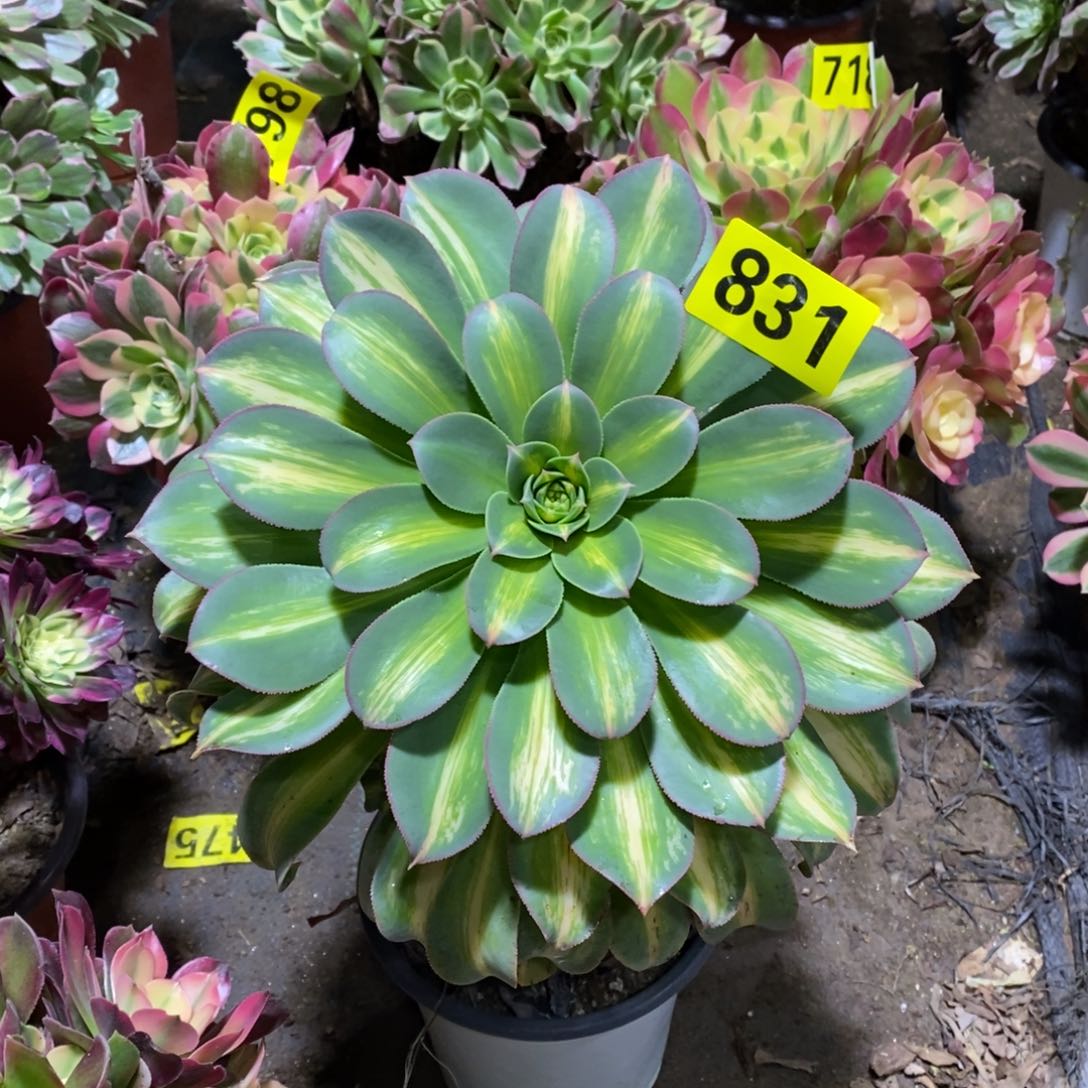 黄中班多肉法师831