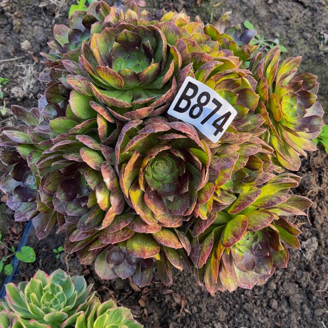 黑魔法师26//////38包邮