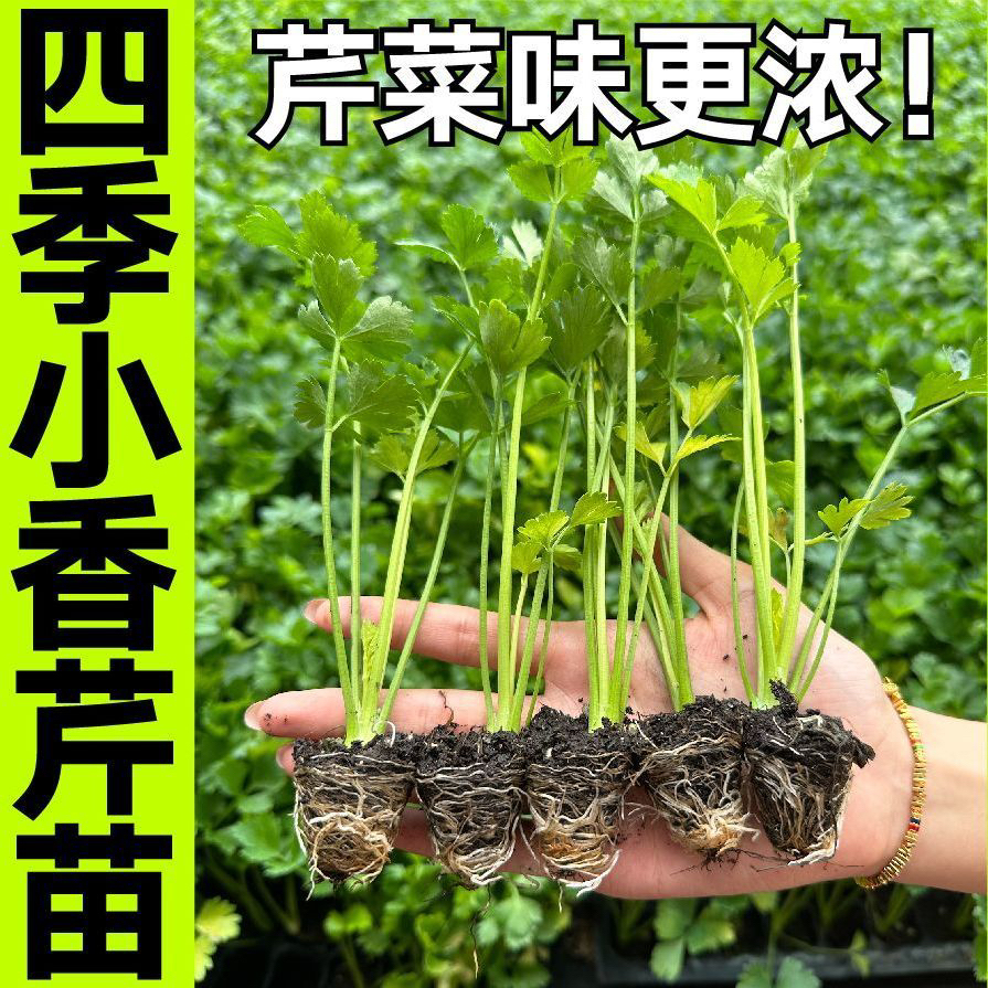 脆嫩四季小香芹苗带土发货适合春秋阳台盆栽蔬菜