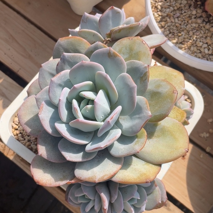 韩版奶茶，5头，粗腿