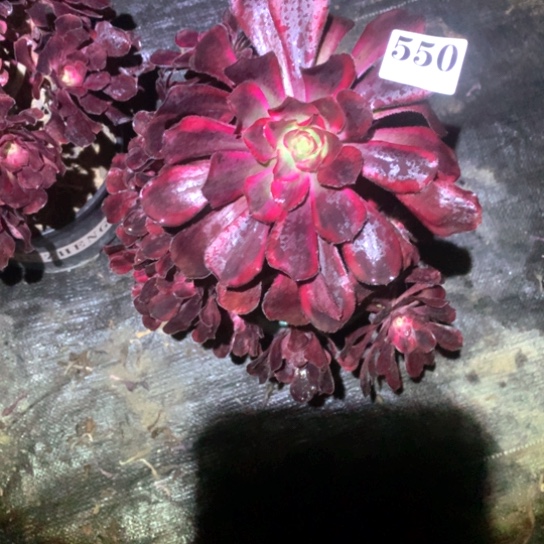 多肉植物香550多肉