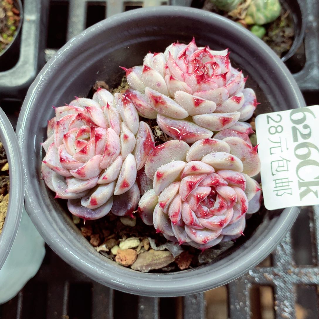 5厘米盆精控多肉626