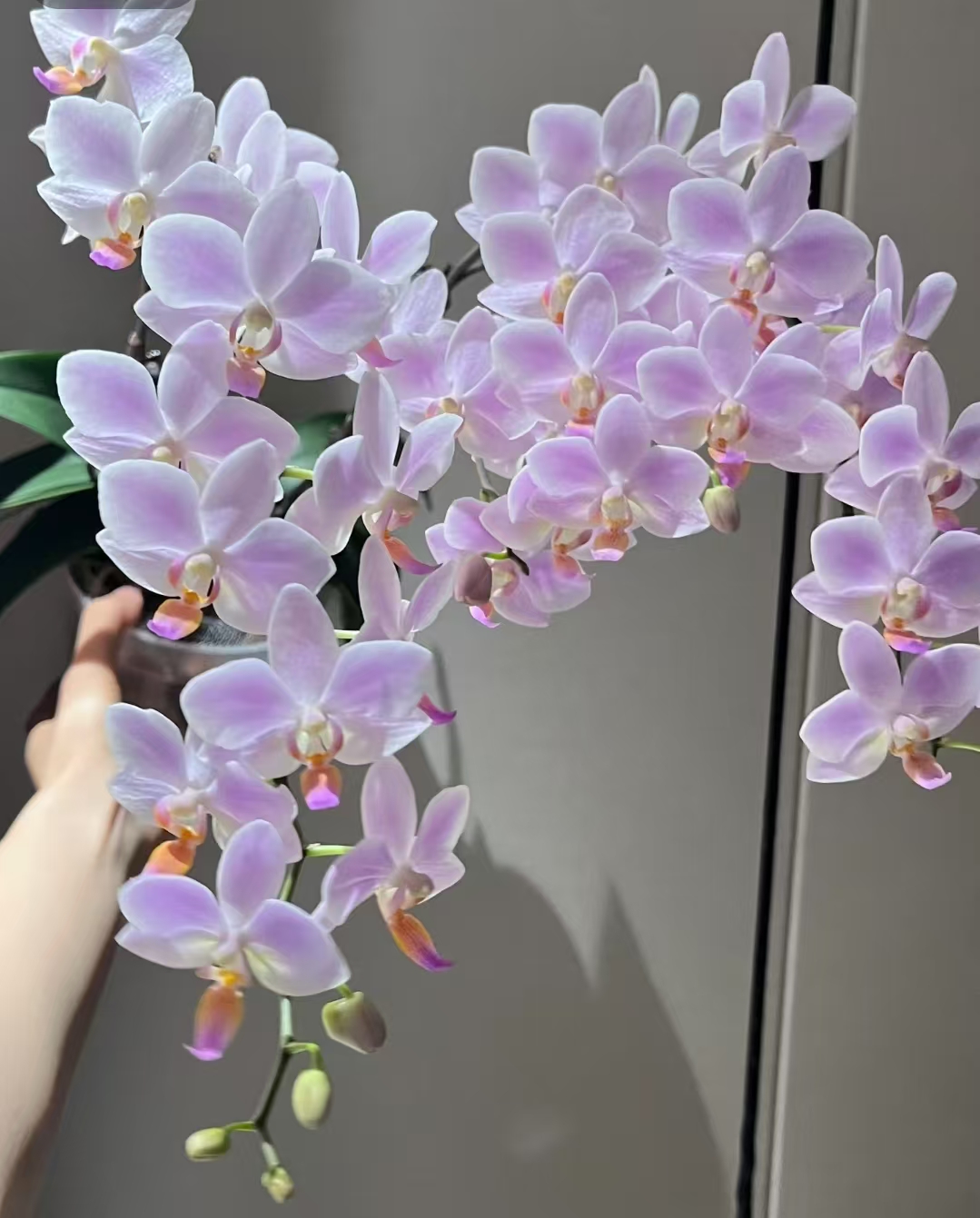 一个剑蝴蝶兰【残雪。2.8杯。带花剑微瑕疵】。没有开花