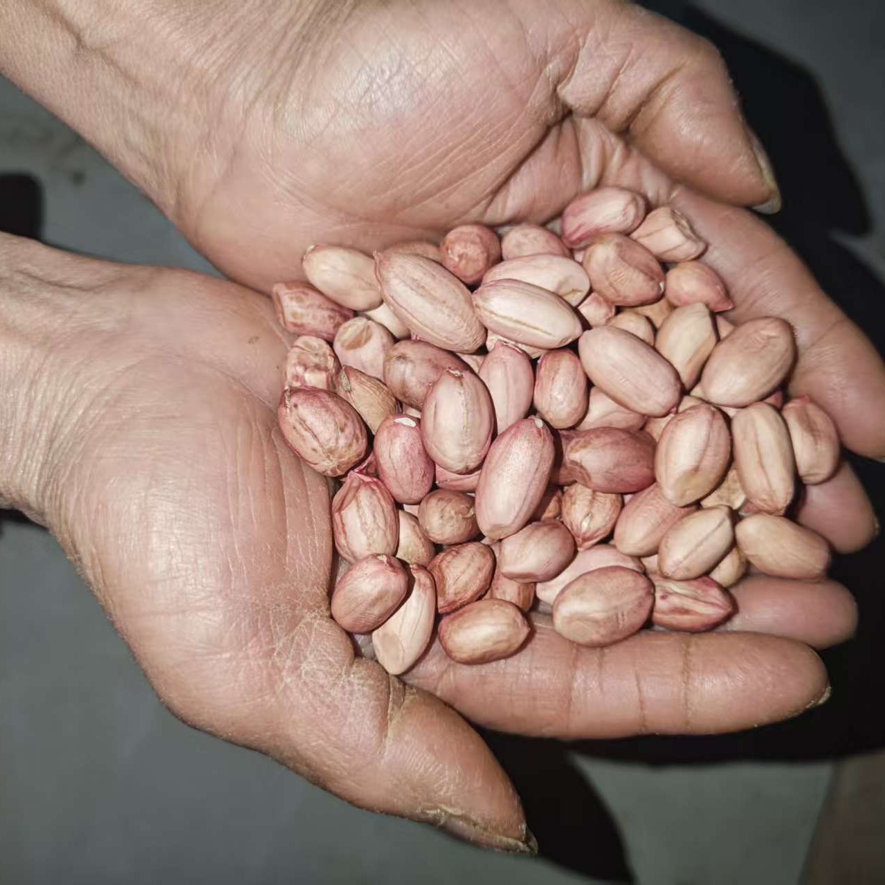 自然晒干新鲜不带壳花生享受原味之美