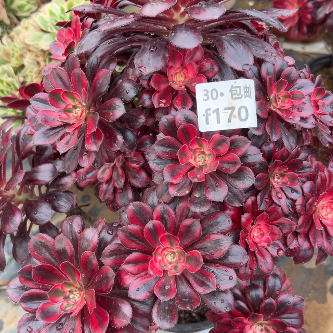 170香奈儿多肉法师