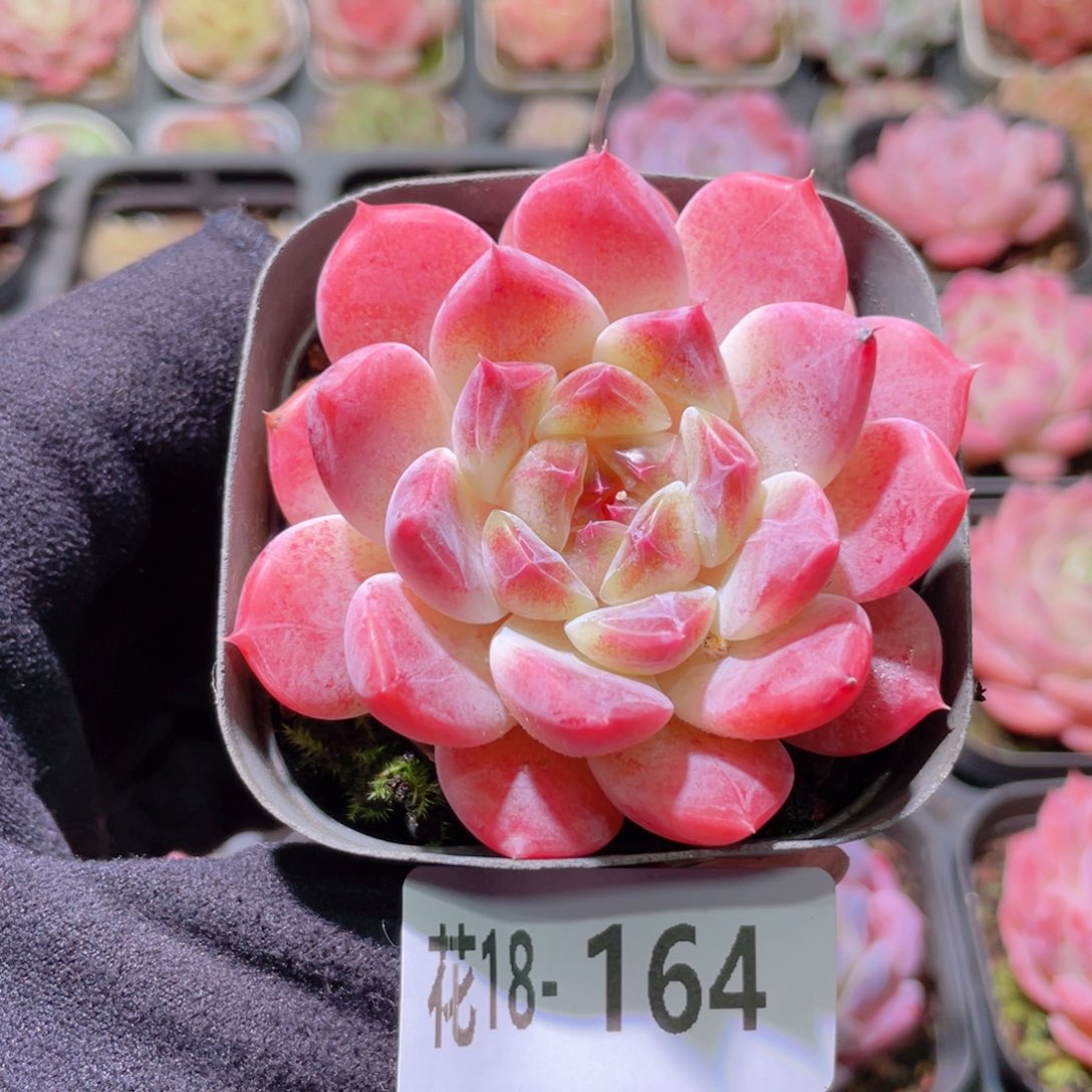 花利美18-164秘境冰魄