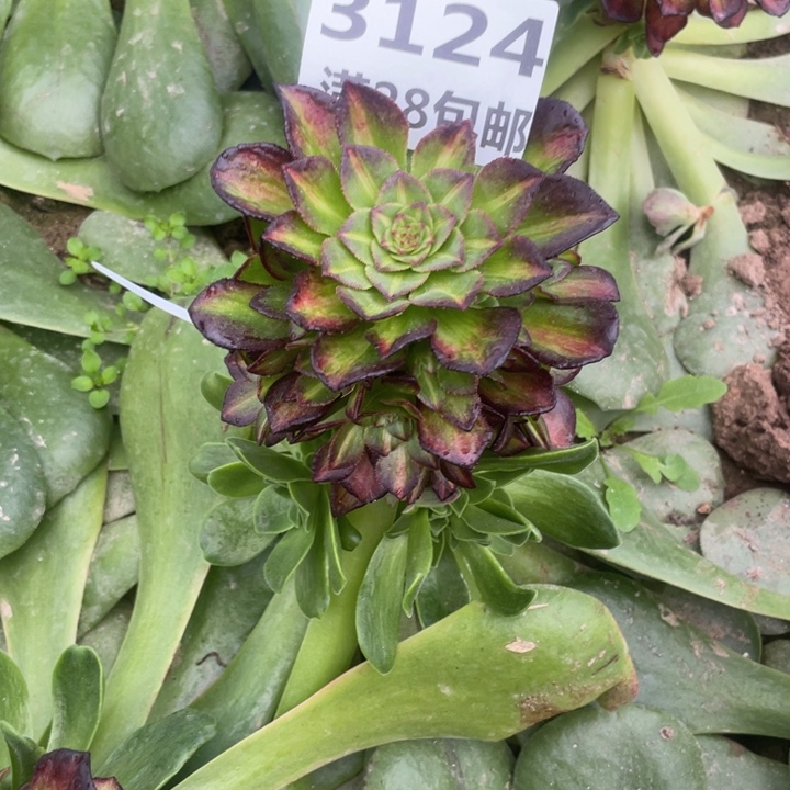 3124三号棚嫁接七彩F