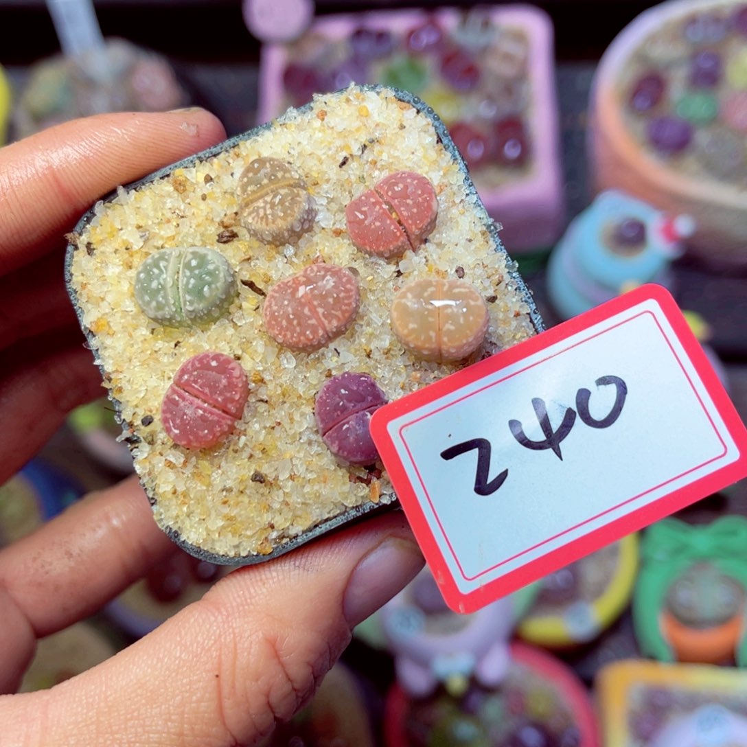 240生石花带盆发1