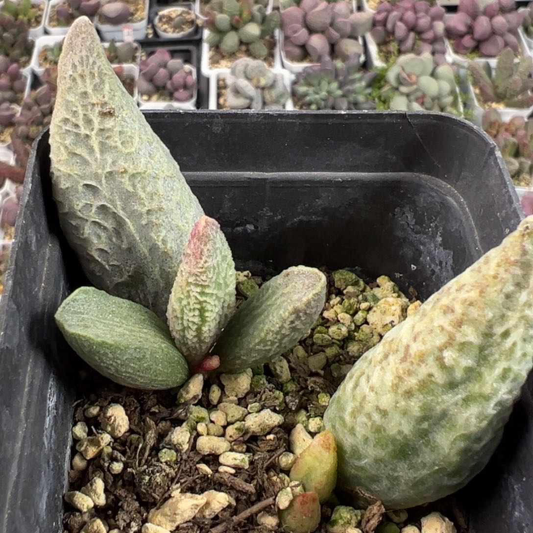 两颗一起融化纹冰激凌加蜡笔小新多肉