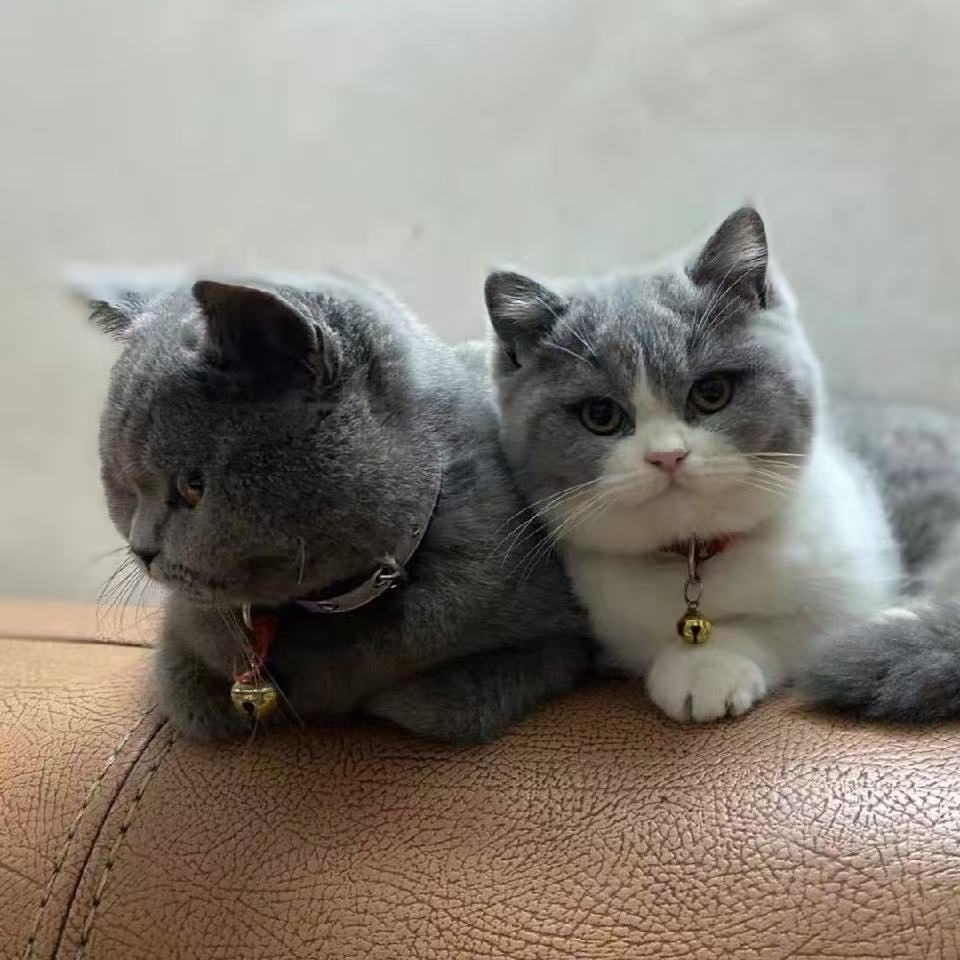可爱猫咪私人订制相册