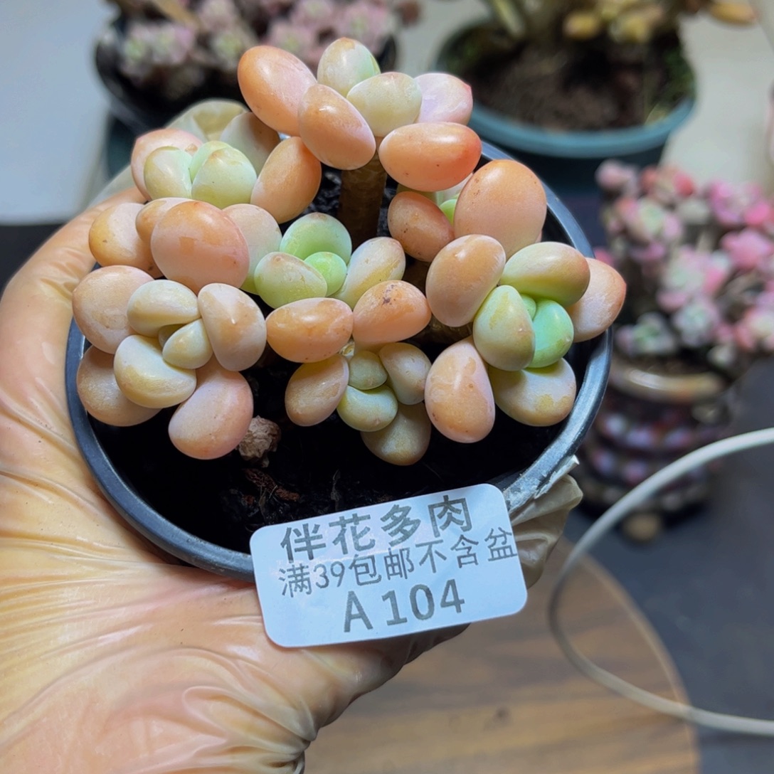 104橘子香水洛神8厘米（淡香）