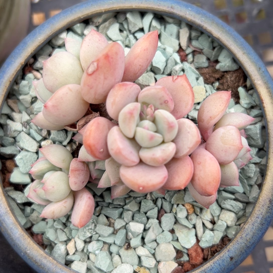 蜜桃格林精控多肉一物一拍