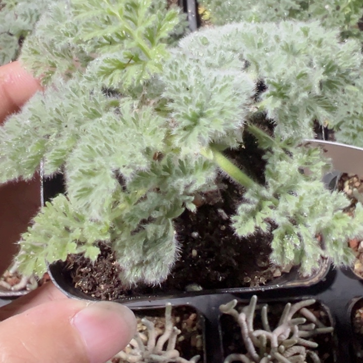 羽叶洋葵精品多肉植物