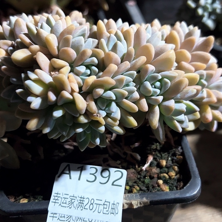 幸运的是我的朋友们