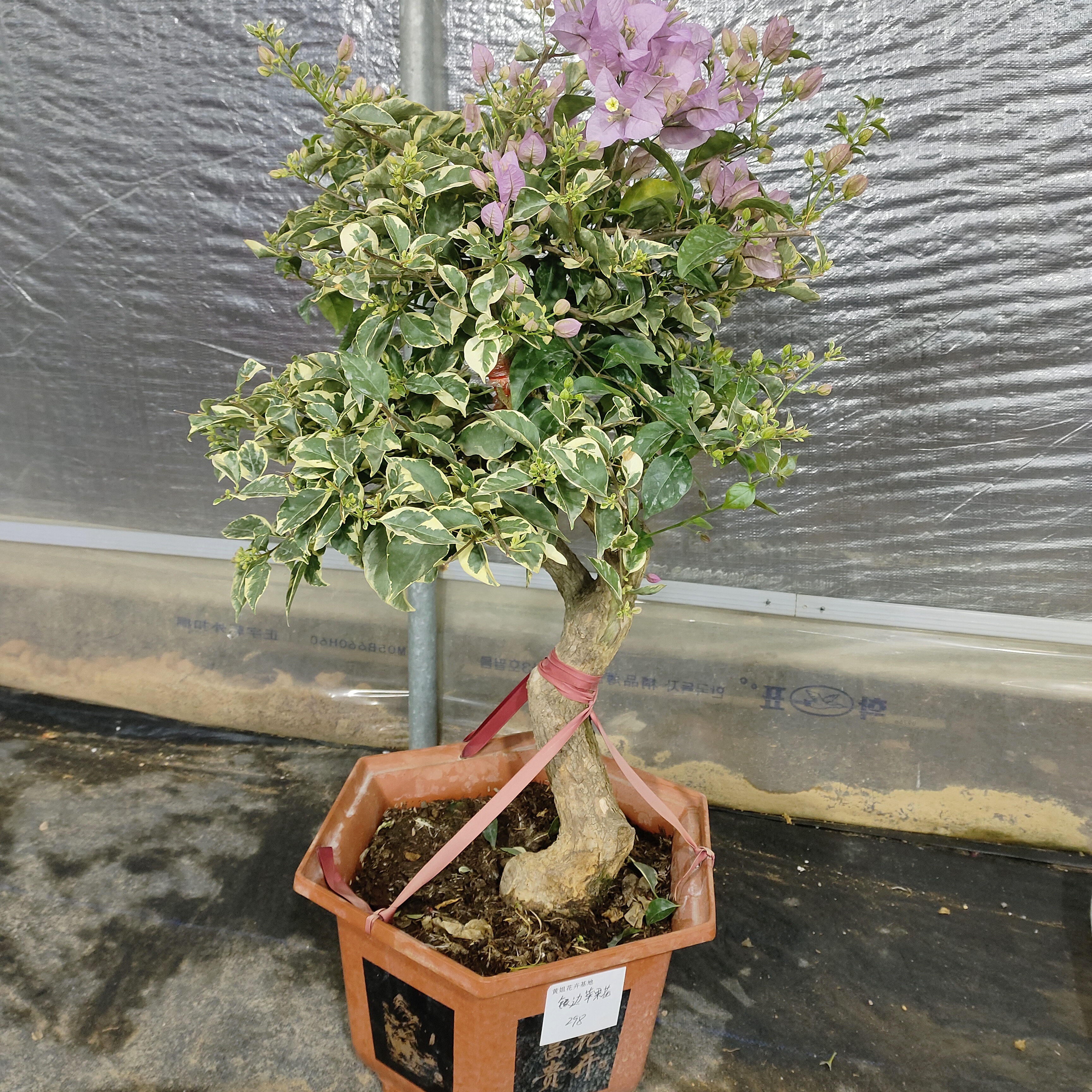 重瓣三角梅盆栽四季开花耐寒耐热好养易活花卉绿植