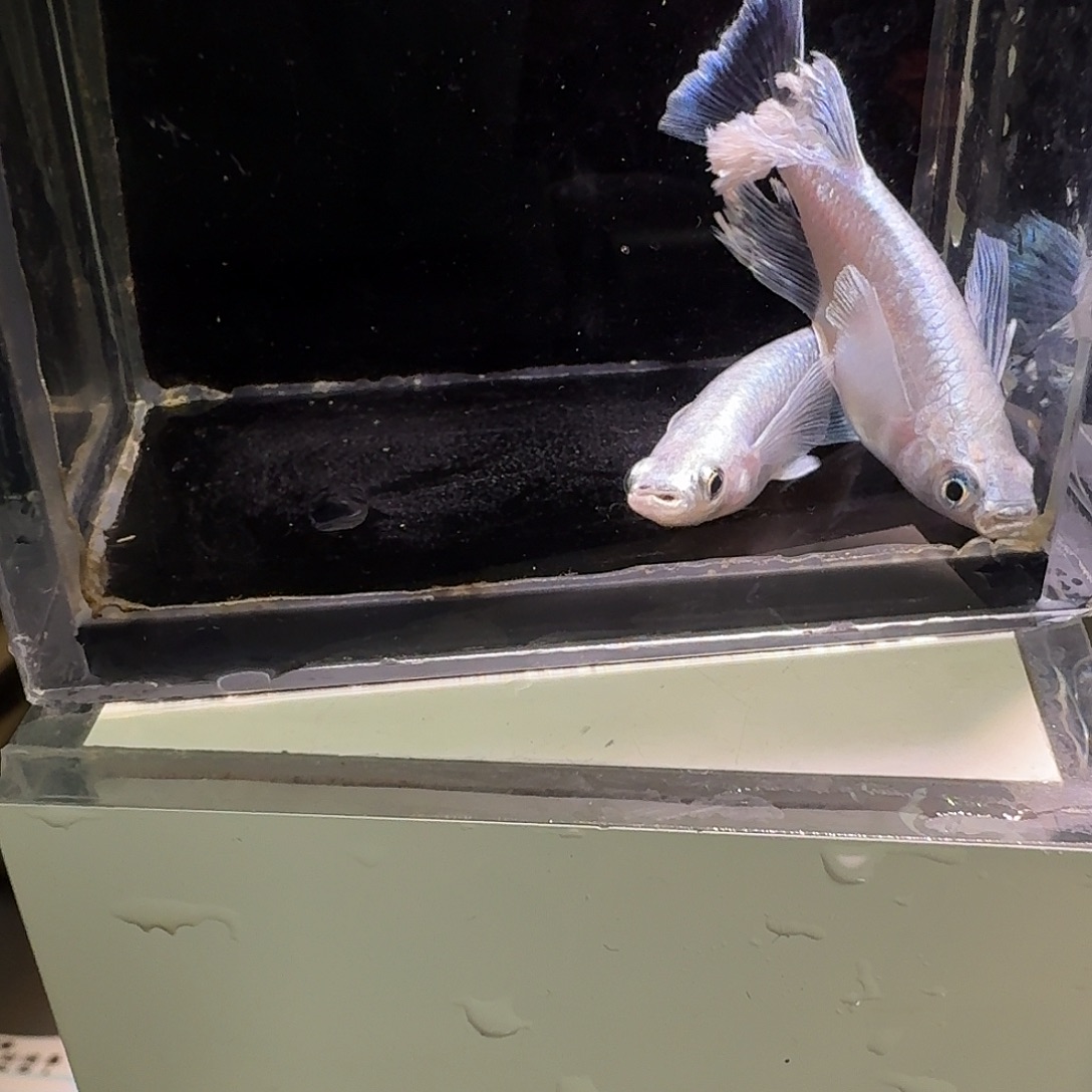 青鳉鱼一物一拍276