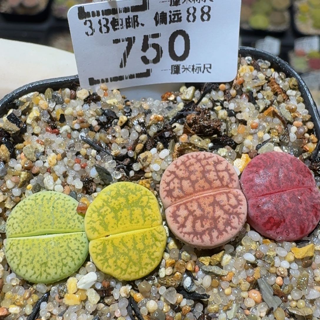 zzzz生石花肉锥750