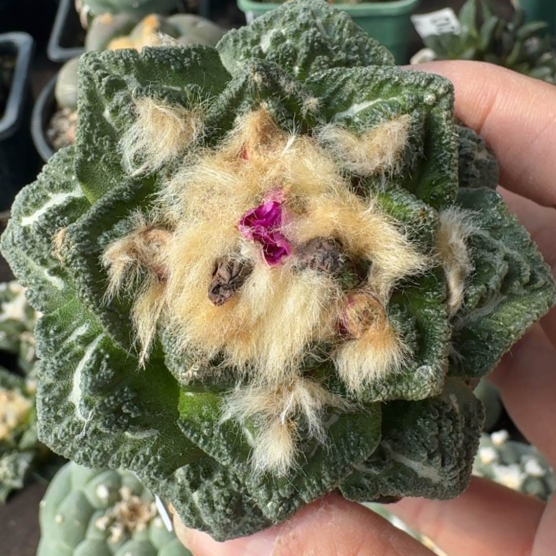 【闪购商品】金毛辛顿583